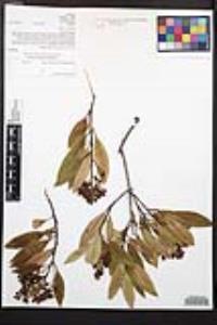 Heteromeles arbutifolia image