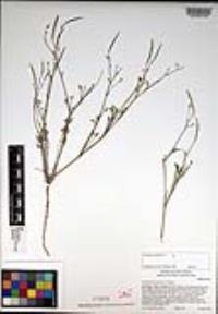 Eschscholzia minutiflora image