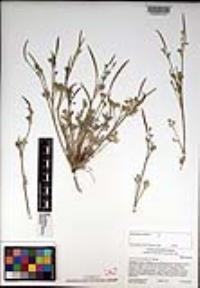 Eschscholzia minutiflora image
