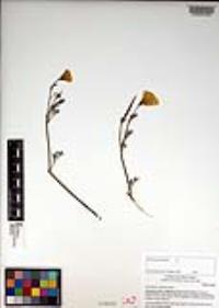 Eschscholzia californica image