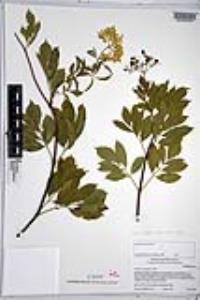Sambucus cerulea image