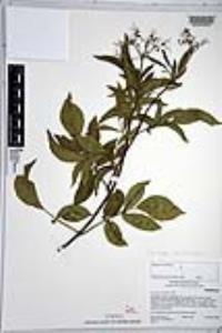 Sambucus cerulea image