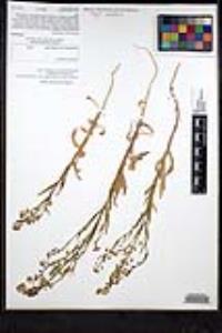 Thysanocarpus curvipes subsp. eradiatus image