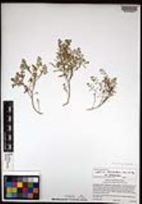 Lepidium lasiocarpum image