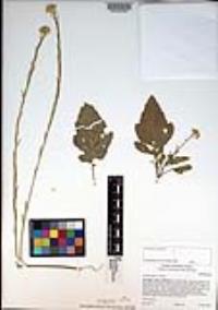 Brassica nigra image