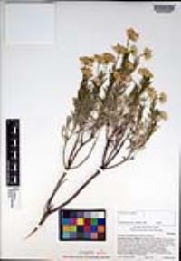 Ericameria linearifolia image