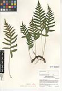 Polypodium californicum image
