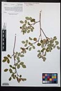 Rosa californica image