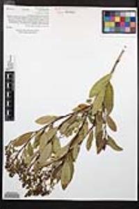 Heteromeles arbutifolia image