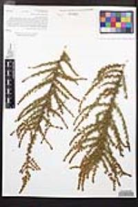 Adenostoma fasciculatum image