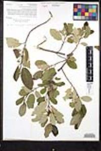 Frangula californica image