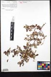 Ceanothus leucodermis image