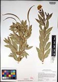 Dendromecon rigida image