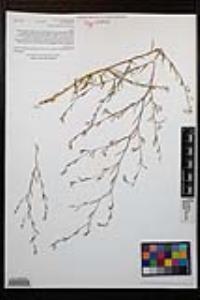 Gayophytum diffusum subsp. parviflorum image