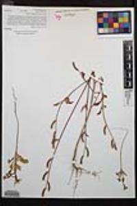 Clarkia rhomboidea image