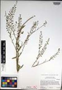 Lepidium virginicum subsp. menziesii image