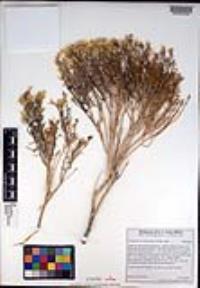 Ericameria teretifolia image