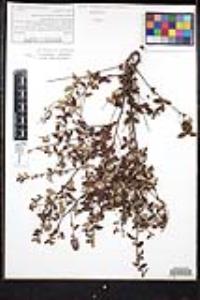Ceanothus tomentosus image