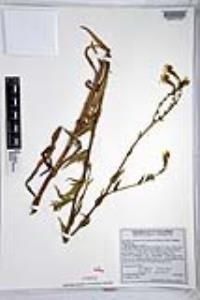 Amsinckia intermedia image
