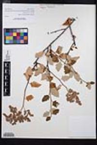 Holodiscus discolor image