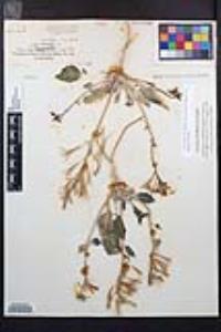 Chylismia claviformis image