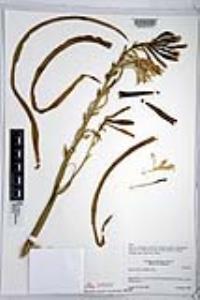 Hesperocallis undulata image