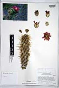 Cylindropuntia prolifera image