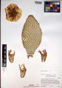 Opuntia basilaris image