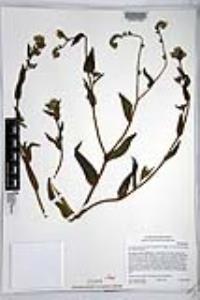 Amsinckia intermedia image