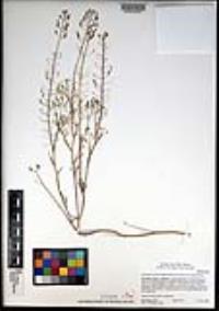 Descurainia pinnata subsp. halictorum image