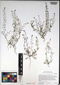 Lepidium virginicum var. robinsonii image