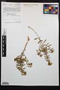 Eremothera boothii image