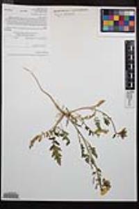 Chylismia claviformis image