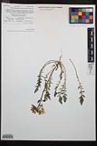 Chylismia claviformis image