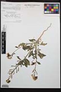Chylismia claviformis image