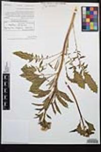 Chylismia claviformis image