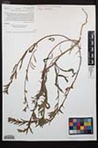 Camissoniopsis robusta image