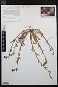 Camissoniopsis robusta image