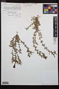 Epilobium canum image