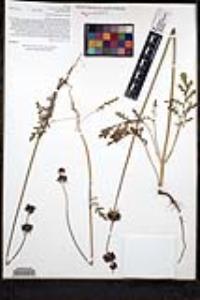 Salvia columbariae image
