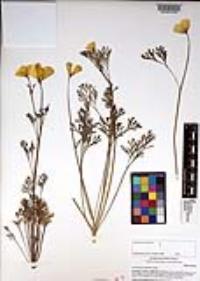 Eschscholzia californica image