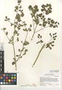 Thalictrum fendleri var. fendleri image