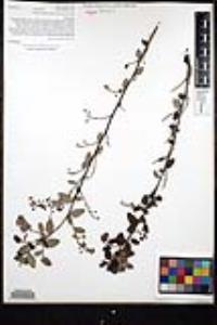 Ceanothus tomentosus image