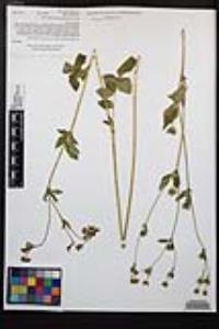 Drymocallis glandulosa var. reflexa image