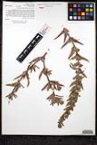 Trichostema lanceolatum image