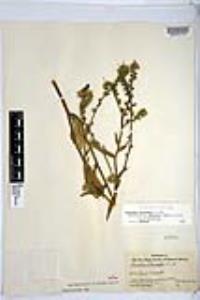 Amsinckia intermedia image