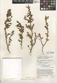 Chenopodium macrospermum image