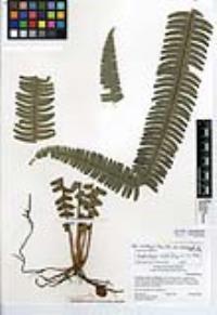 Nephrolepis cordifolia image