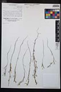 Camissonia strigulosa image