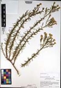 Ericameria pinifolia image